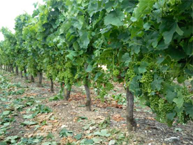 Résultat de recherche d'images pour "effeuillage vigne"
